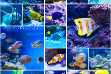 Saltwater Aquarium Fish