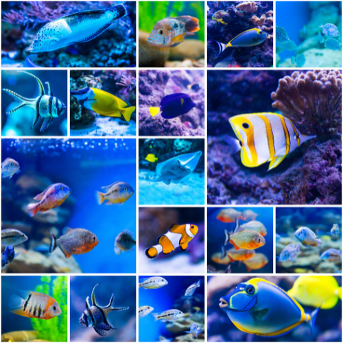Saltwater Aquarium Fish
