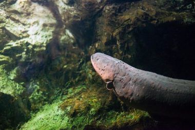 Freshwater Eel for Aquarium Featured Image