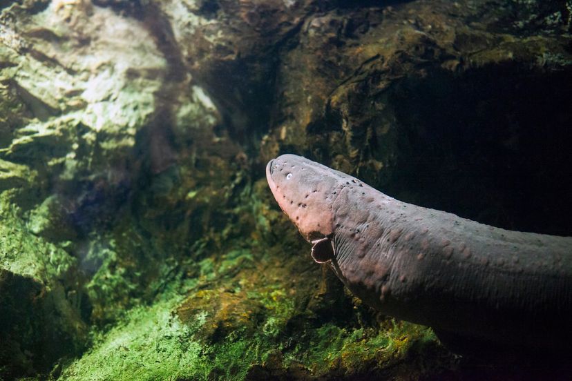 Freshwater Eel for Aquarium Featured Image
