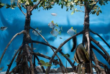 Mangrove Freshwater Aquarium Featured Image