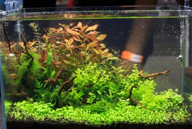 How to Raise pH in Aquarium Featured Image