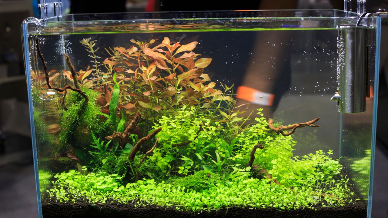 How to Raise pH in Aquarium Tips & Tricks
