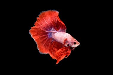 Aquarium Red Fish Featured Image