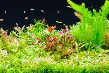 Red Aquarium Plants Featured Image