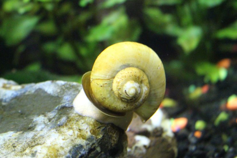 How Long Do Aquarium Snails Live Featured Image