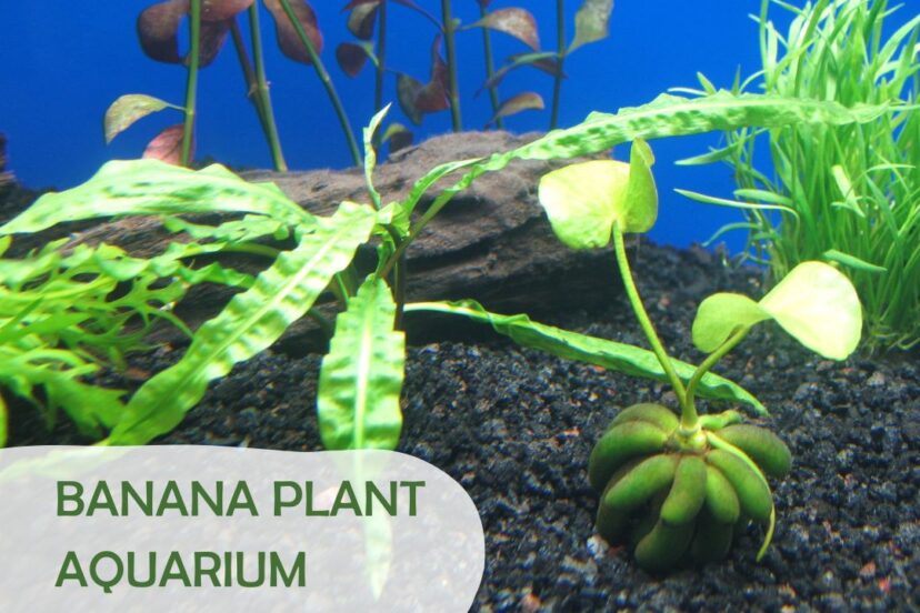 Banana Plant Aquarium Featured Image
