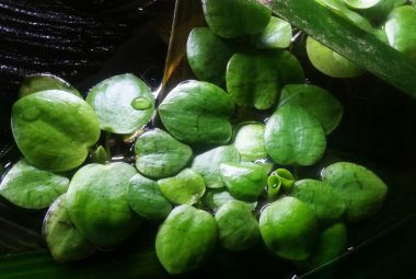 Floating Aquarium Plants