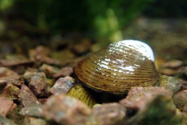 Freshwater Clams Aquarium Featured Image