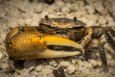 Freshwater Crab Aquarium Featured Image