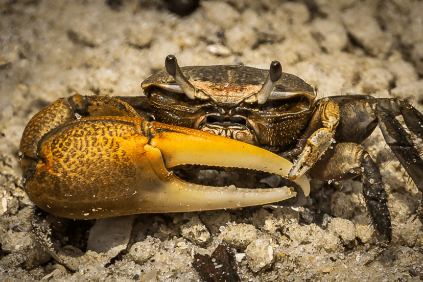 Freshwater Crab Aquarium - Aquariffic Adventures