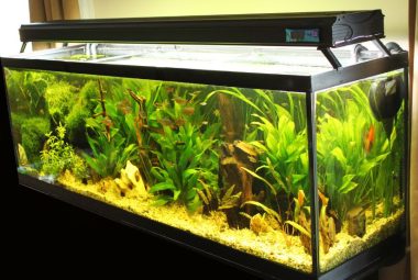 Freshwater Aquarium Sump Featured Image