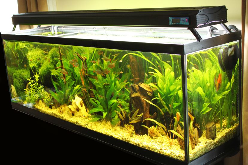 Freshwater Aquarium Sump A Guide Aquariffic Adventures