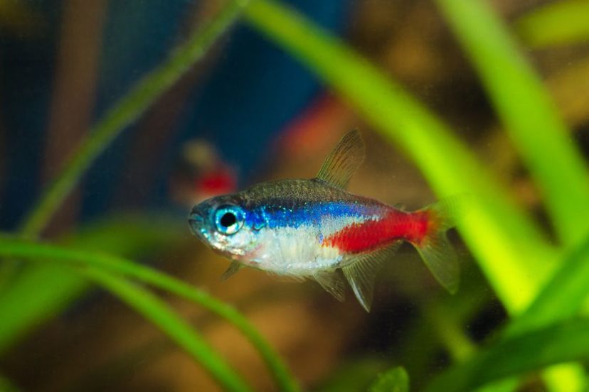 Freshwater Fish for Aquariums Featured Image