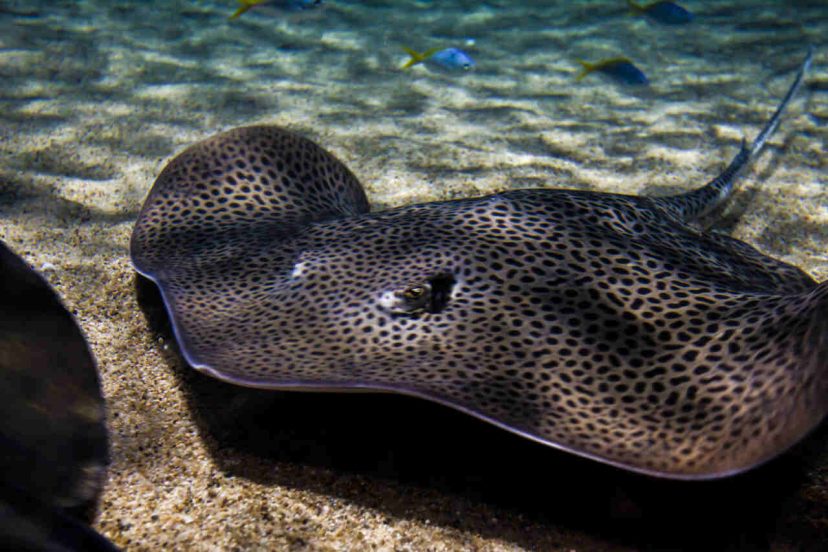 Freshwater Stingray Aquarium Featured Image