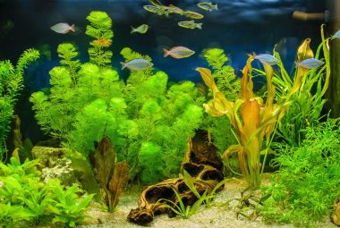 How to Lower pH in Aquarium Featured Image