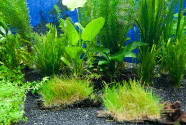 Planted Aquarium lighting Featured Image