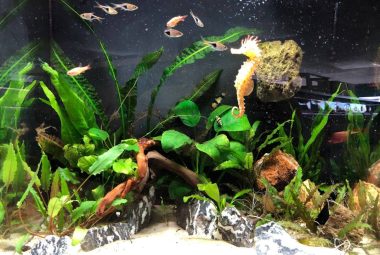 Planted Freshwater Aquarium Featured Image