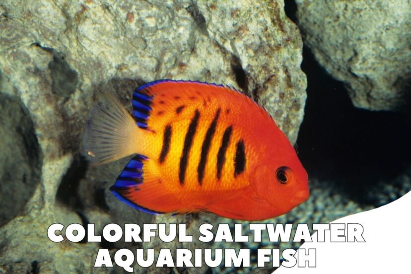 Colorful Saltwater Aquarium Fish