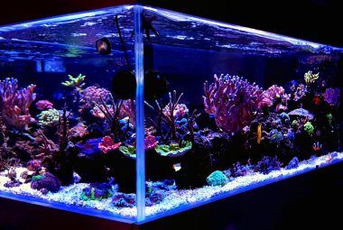 Saltwater Fish Aquarium Featured Image