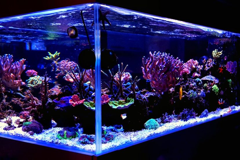 Saltwater Fish Aquarium Featured Image