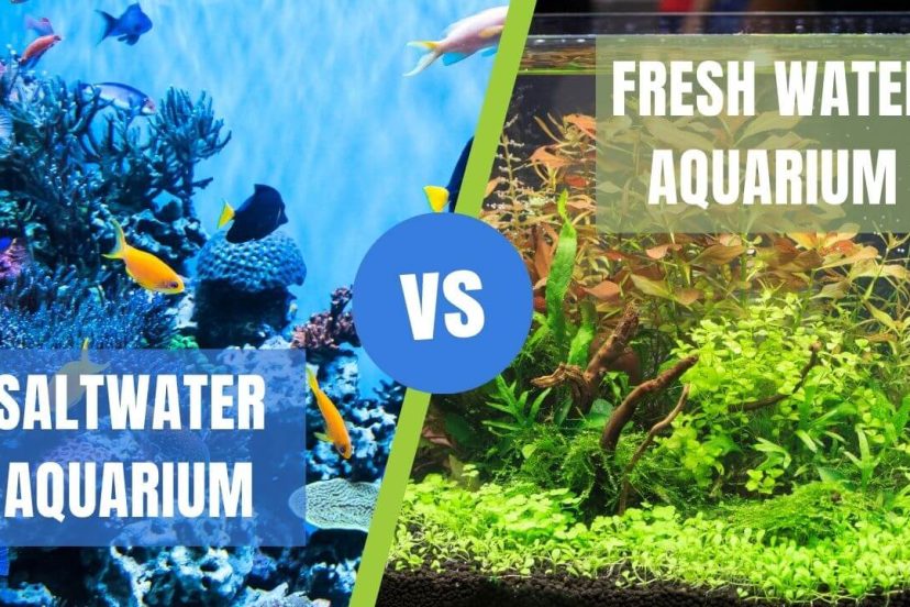 Saltwater vs. Freshwater Aquarium - Aquariffic Adventures