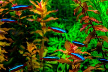 Small Freshwater Aquarium Fish Featured Image