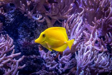 Coolest Saltwater Aquarium Fish Featured Image