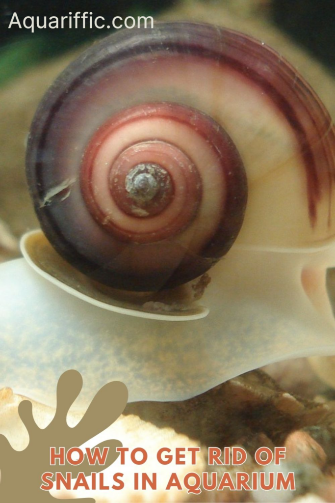 Aquatech Snail Rid How to Get Rid of Snails in Aquarium - Aquariffic Adventures