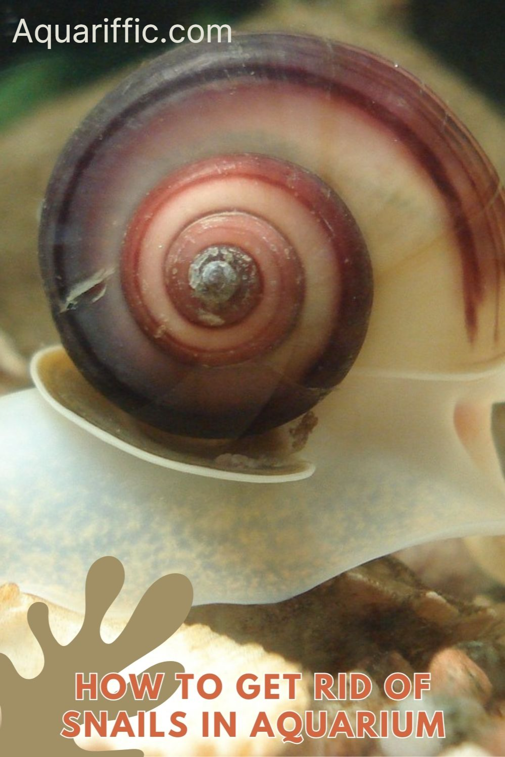 How to Get Rid of Snails in Aquarium Aquariffic Adventures