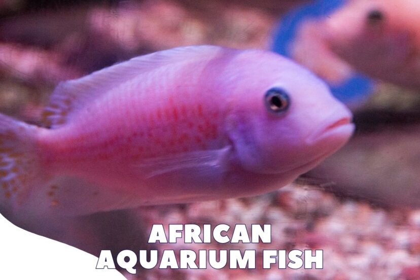 African Aquarium Fish