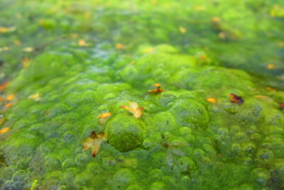 Algae in a Large Pond