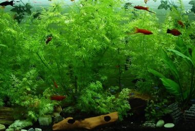 Aquarium Live Plants For Beginners