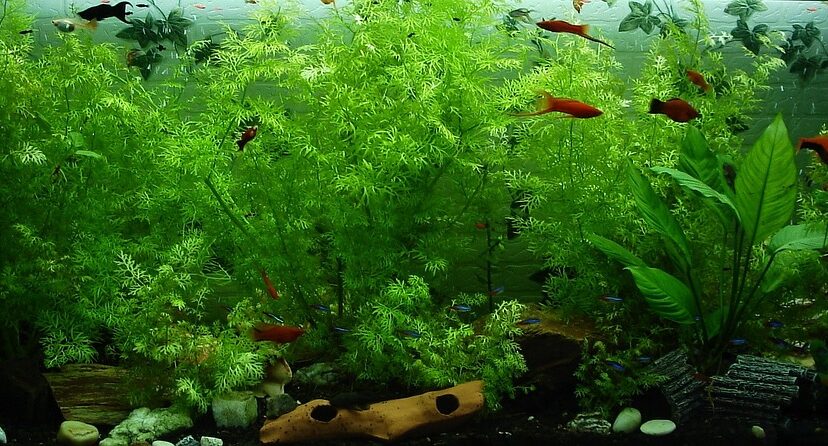 Aquarium Live Plants For Beginners
