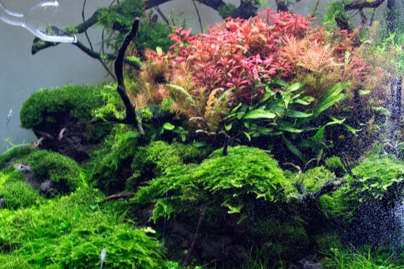 How To Plant Live Aquarium Plants In Gravel