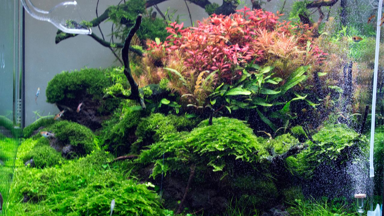 How to Plant Aquarium Plants in Gravel Aquariffic Adventures