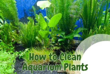 Clean Aquarium Plants