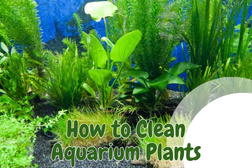 How To Clean Aquarium Plants Aquariffic Adventures
