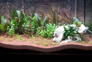 Aquarium Plants Turning Brown