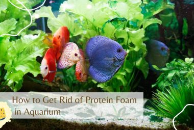 How to Get Rid of Protein Foam in Aquarium Featured Images