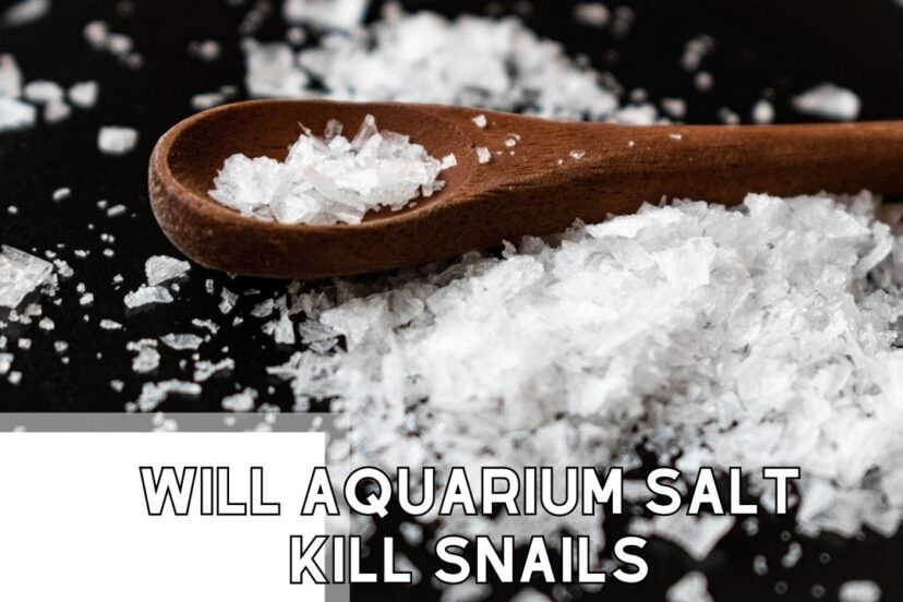 Will Aquaium Salt Kill Snails Featured Image