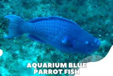 Aquarium Blue Parrot Fish Featured Image