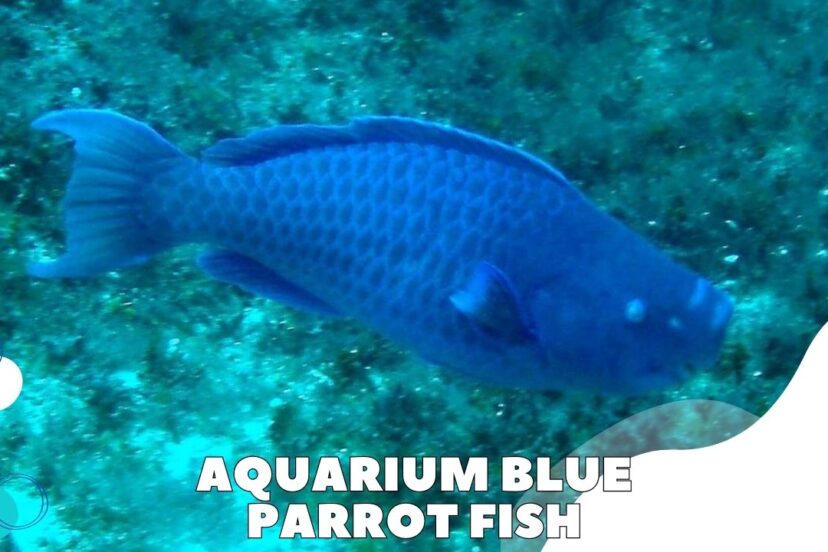 Aquarium Blue Parrot Fish Featured Image
