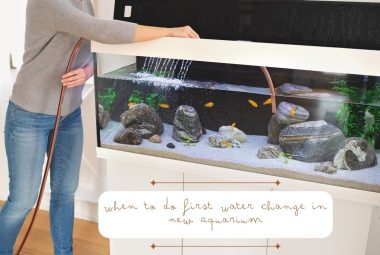 When to Do First Water Change in New Aquarium Featured Image