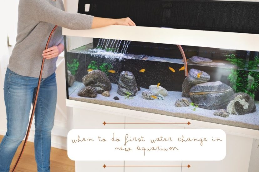 When to Do First Water Change in New Aquarium Featured Image