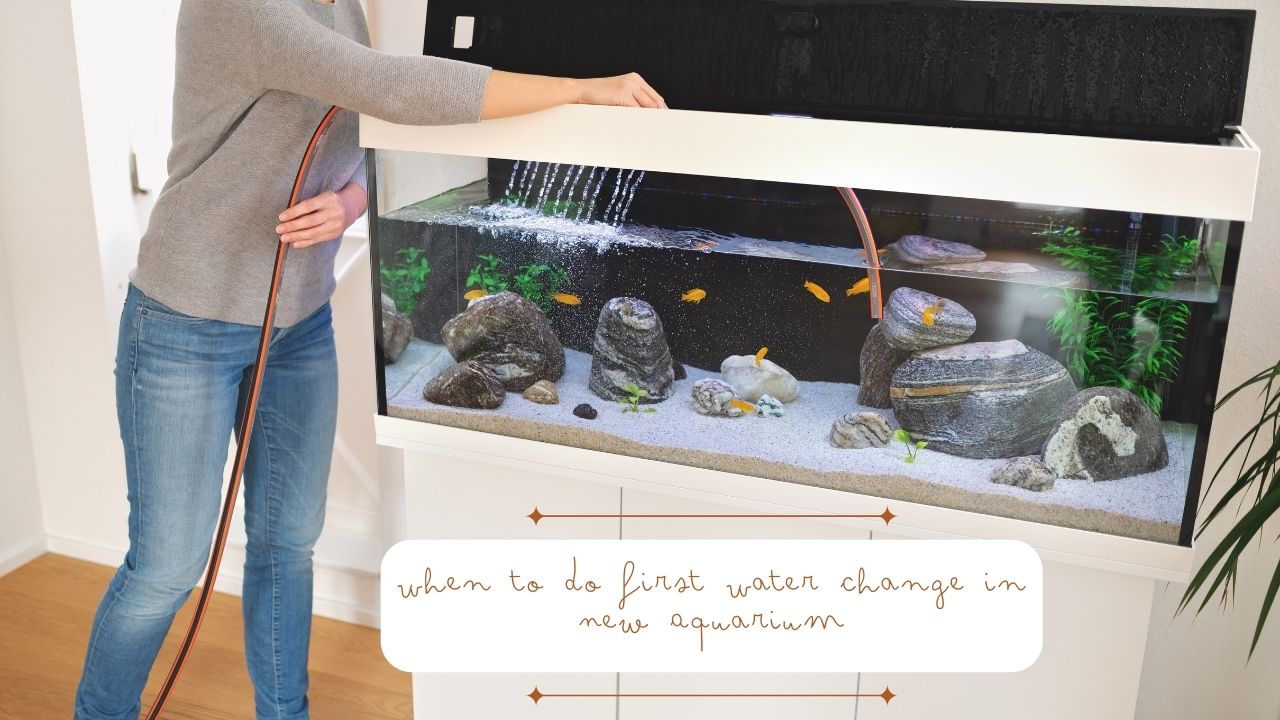 When to Do First Water Change in New Aquarium