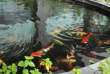 How Deep Should a Koi Pond