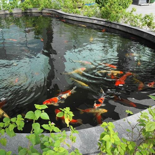 How Deep Should a Koi Pond