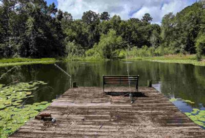 Dock in a Pond