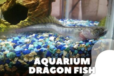 Aquarium Dragon Fish Featured Image